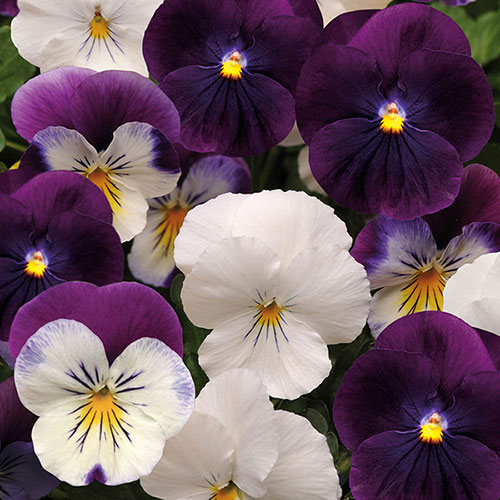 Pansy Cool Wave Berries & Cream Pansy Cool Wave Berries & Cream