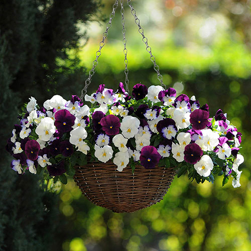 Pansy Cool Wave Berries & Cream Pansy Cool Wave Berries & Cream