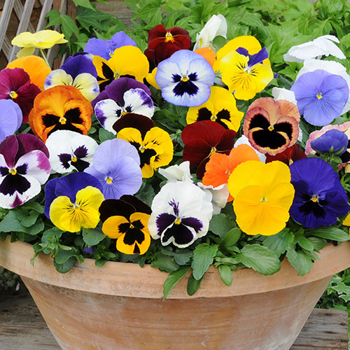 Pansy Matrix Mixed 
