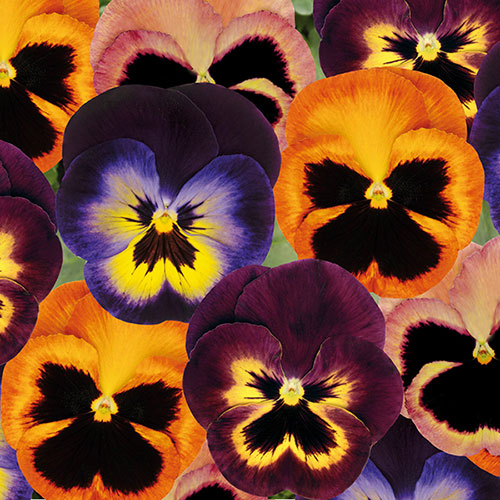 Pansy Matrix Mixed 