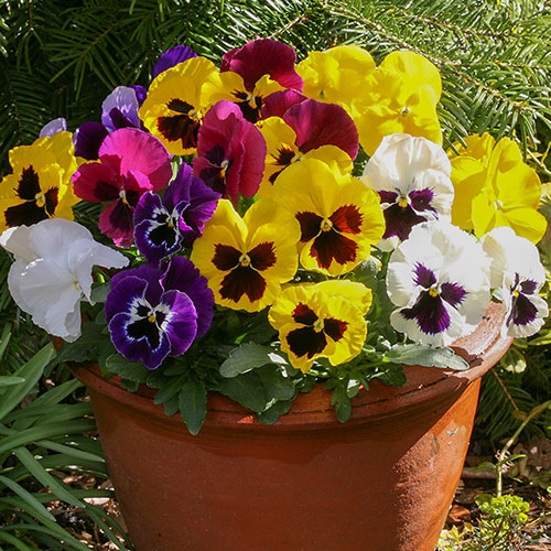 Pansy Matrix Mixed 