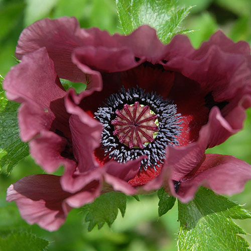 Papaver or. Pattys Plum Papaver or. Pattys Plum