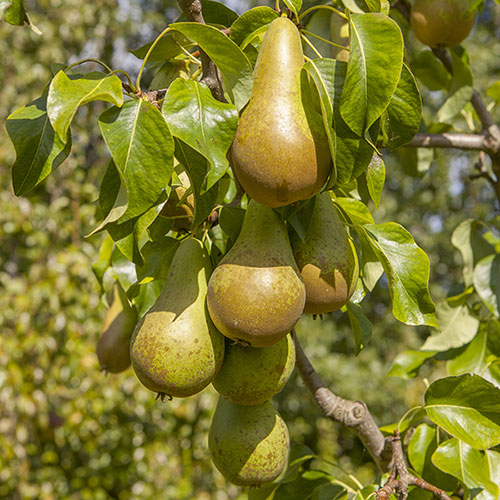 Patio Pear Conference Tree Patio Pear Conference Tree