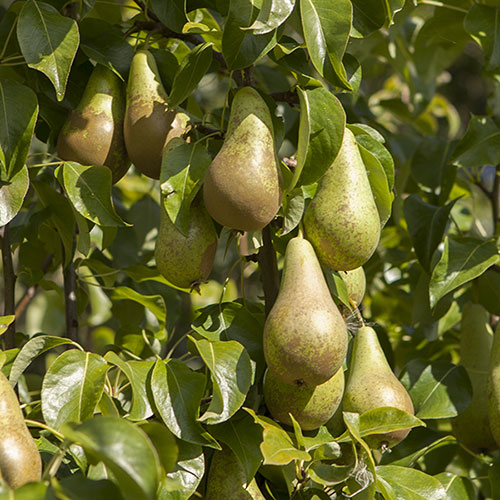 Patio Pear Conference Tree Patio Pear Conference Tree