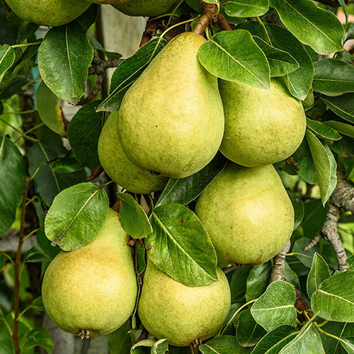 Patio Pear Conference Tree Patio Pear Conference Tree