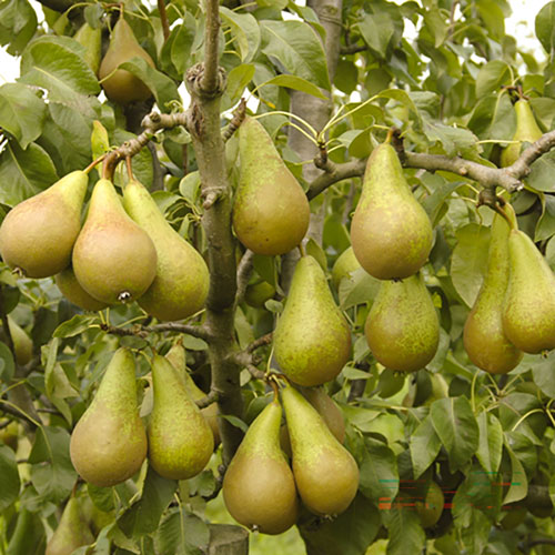 Patio Pear Conference Tree Patio Pear Conference Tree