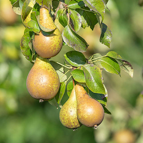 Patio Pear Conference Tree Patio Pear Conference Tree