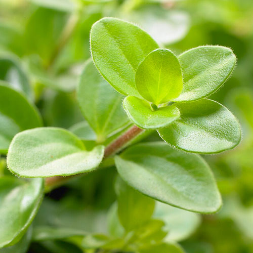 Trailing Jade Plant
