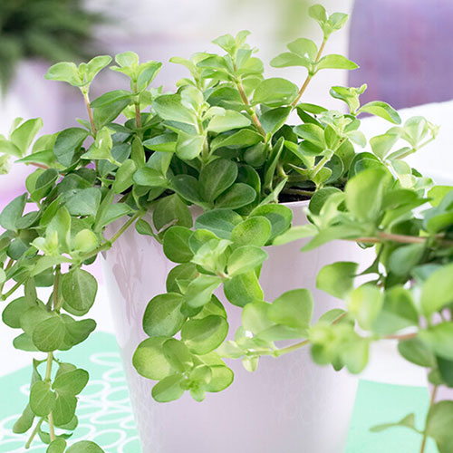 Trailing Jade Plant