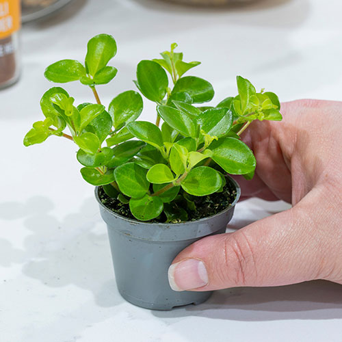 Trailing Jade Plant