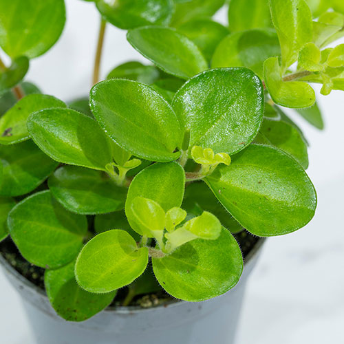 Trailing Jade Plant