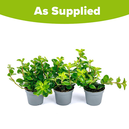 Trailing Jade Plant