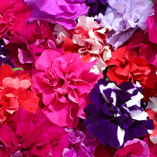 Petunia Bolero Double Flowering