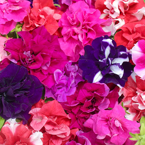 Petunia Bolero Double Flowering