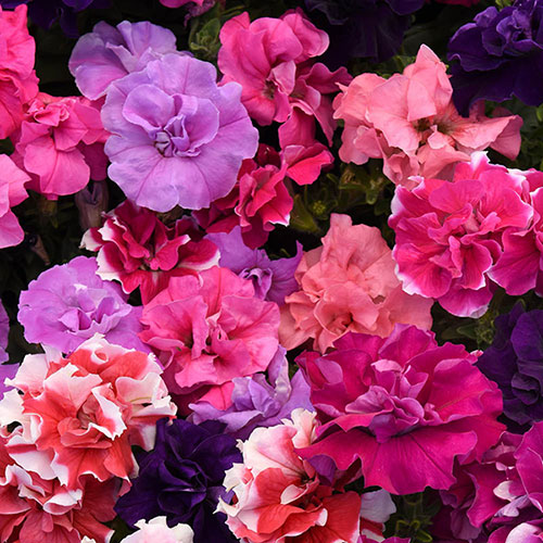 Petunia Bolero Double Flowering Petunia Bolero Double Flowering