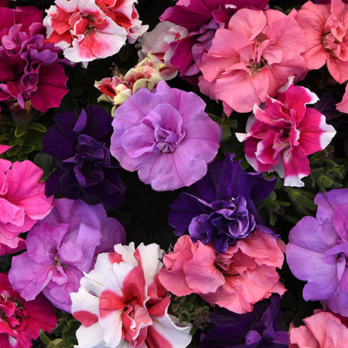 Petunia Bolero Double Flowering Petunia Bolero Double Flowering