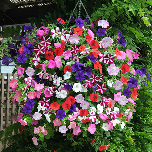 Petunia Wave Mix 
