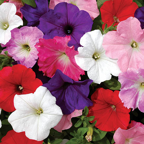 Petunia Wave Mix 