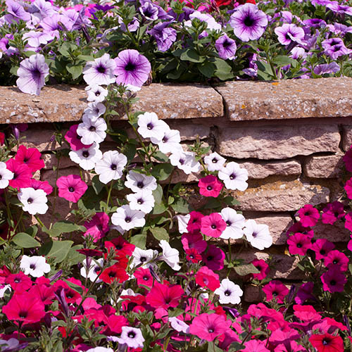 Petunia Wave Mix 