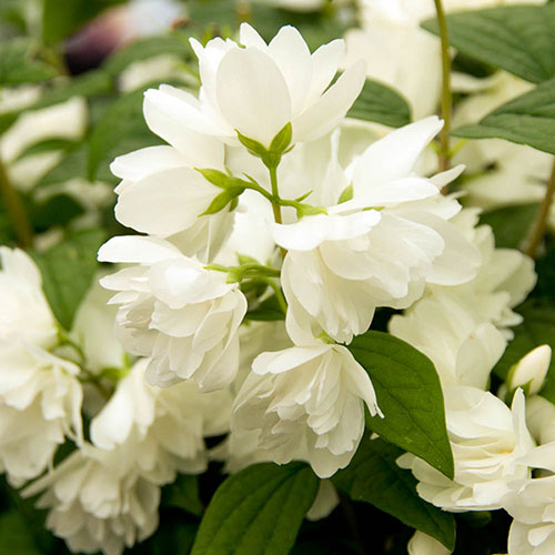 Mock Orange Philadelphus Snowbelle Mock Orange Philadelphus Snowbelle