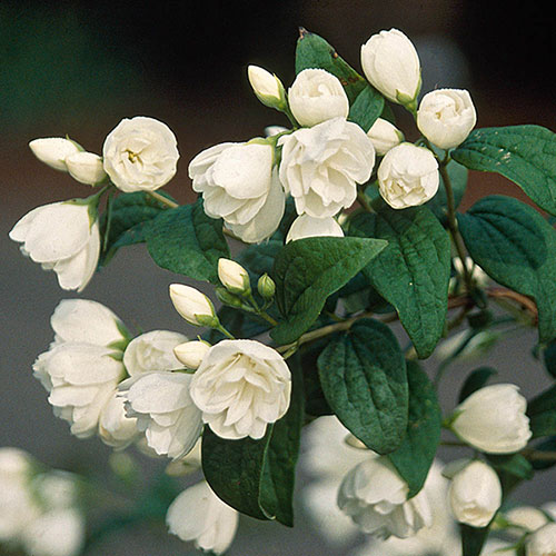 Mock Orange Philadelphus Snowbelle Mock Orange Philadelphus Snowbelle