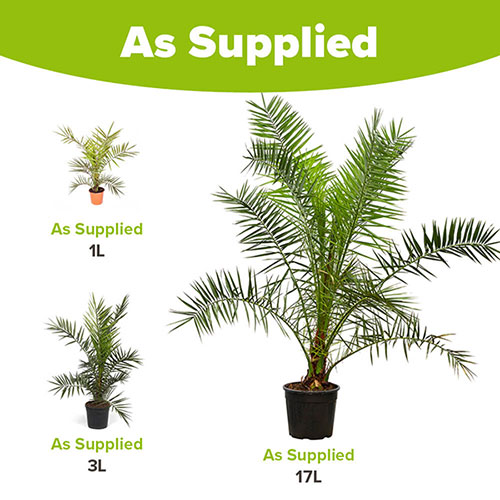 Phoenix canariensis Canary Island Date Palm