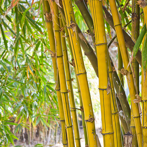 Yellow Groove Bamboo