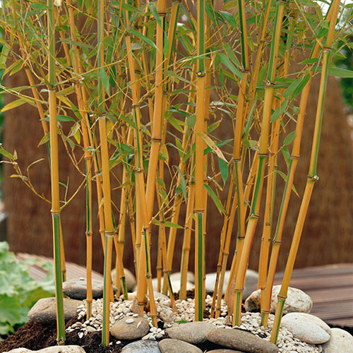 Yellow Groove Bamboo