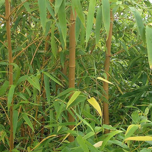 Yellow Groove Bamboo