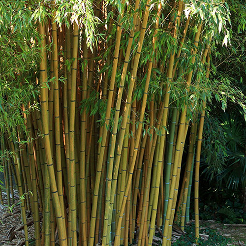 Yellow Groove Bamboo