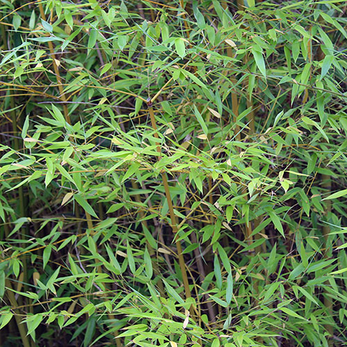 Yellow Groove Bamboo