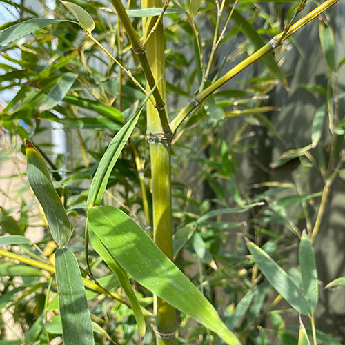 Yellow Groove Bamboo