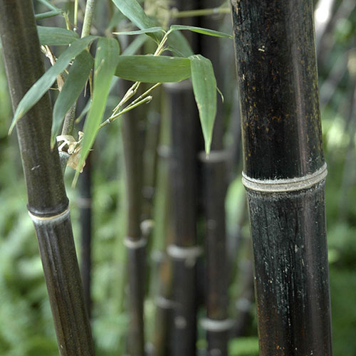 Black Bamboo Black Bamboo