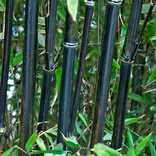 Black Bamboo Black Bamboo