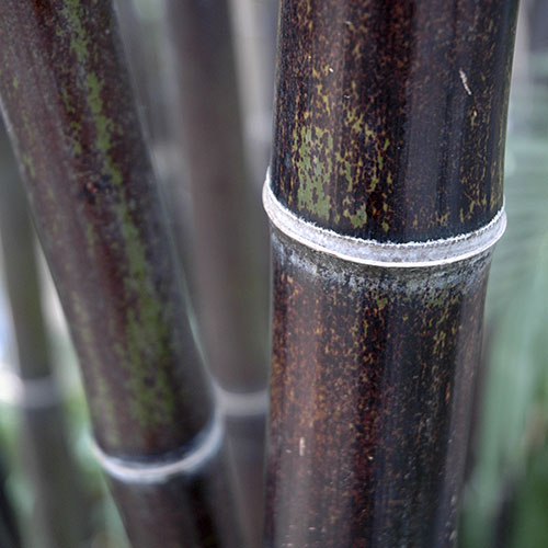 Black Bamboo Black Bamboo