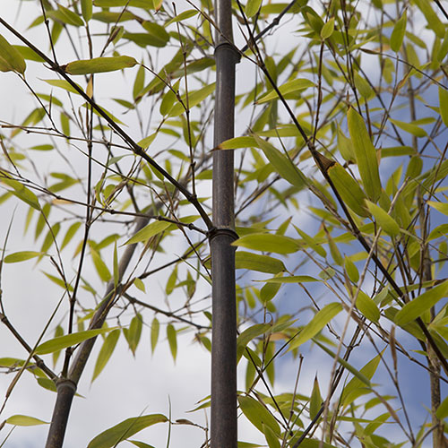 Black Bamboo Black Bamboo