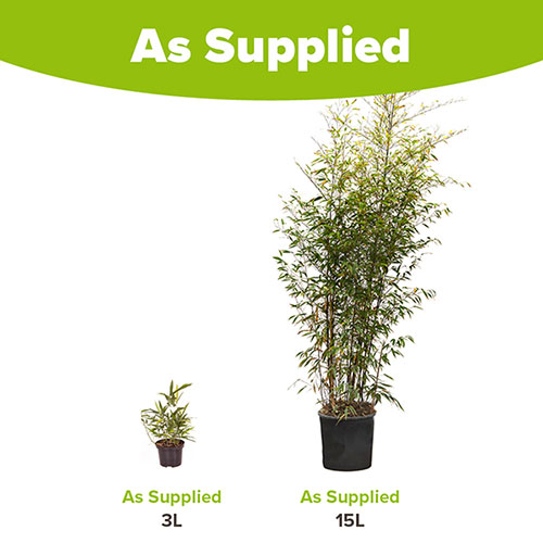Black Bamboo Black Bamboo