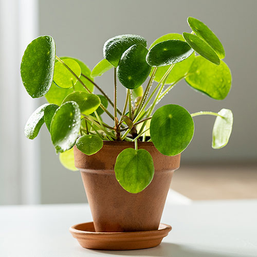 Chinese Money Plant Chinese Money Plant