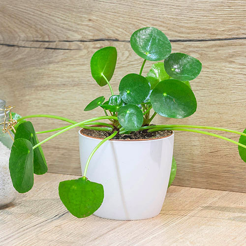 Chinese Money Plant Chinese Money Plant