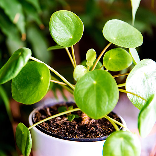 Chinese Money Plant Chinese Money Plant