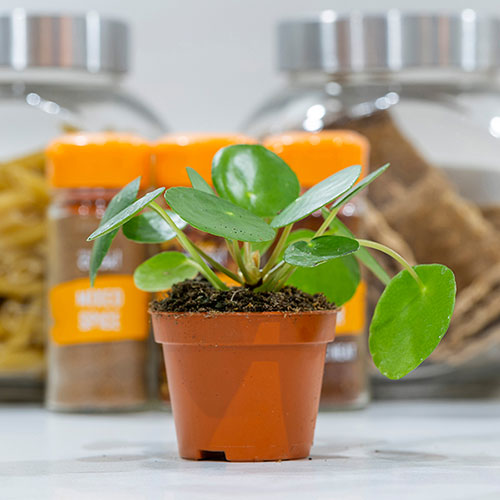 Chinese Money Plant Chinese Money Plant
