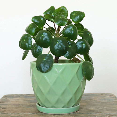 Chinese Money Plant Chinese Money Plant