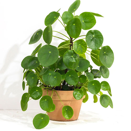 Chinese Money Plant Chinese Money Plant