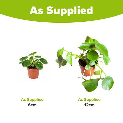 Chinese Money Plant Chinese Money Plant