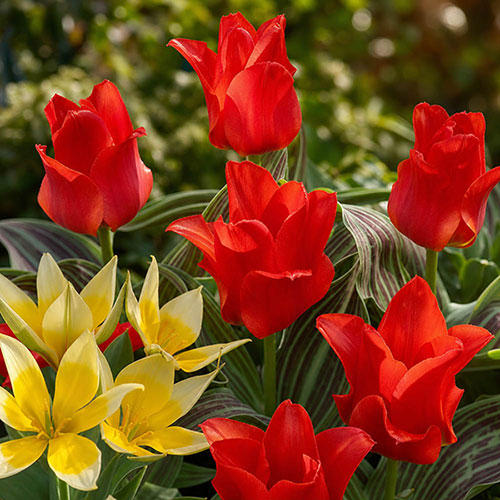 Drop In Bulb Planter Balcony Beauty Drop In Bulb Planter Balcony Beauty