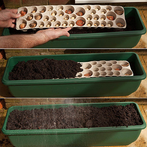 Drop In Bulb Planter Balcony Beauty Drop In Bulb Planter Balcony Beauty