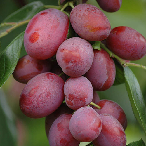 Plum Victoria Plum Victoria