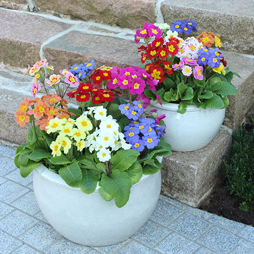 Polyanthus High Seas Mix