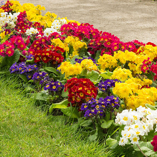 Polyanthus High Seas Mix