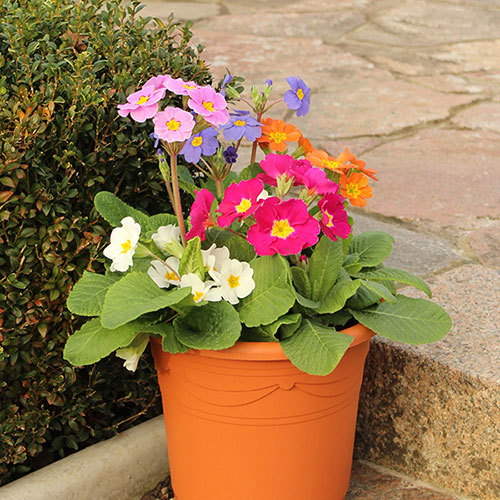 Polyanthus High Seas Mix